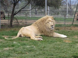 African White Lion