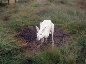 Albino Western Red Kangaroo