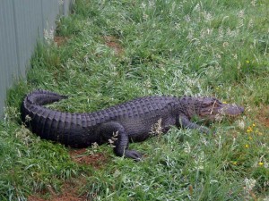 American Alligator