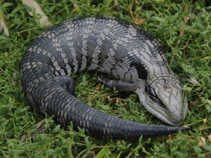 Blue Tongue Lizard