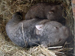 Common Wombat