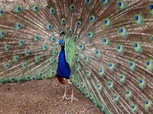 Peacock