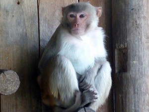 Rhesus Monkey