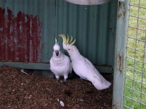 White Cockatoo