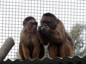 White Fronted Capuchin