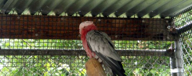 Galah