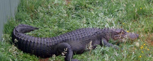 American Alligator