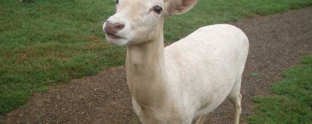 White Fallow Deer
