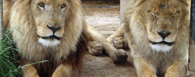 African Lion