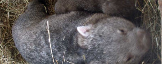 Common Wombat