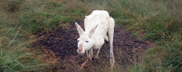 Albino Red Kangaroo