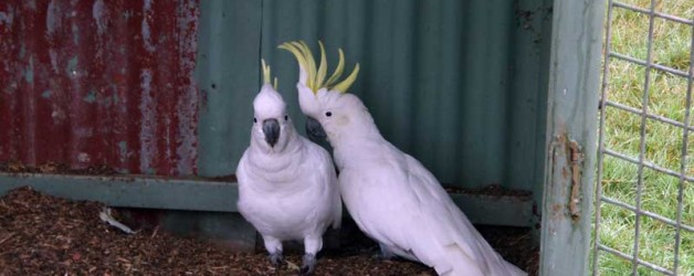 White Cockatoo