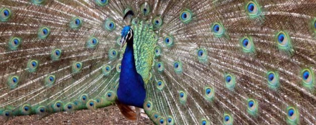 Peacock