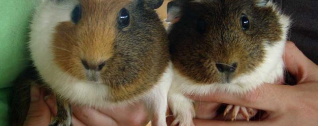 Guinea Pig