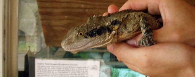 Eastern Water Dragon