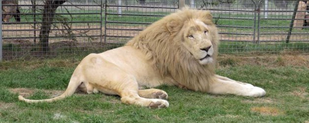 African White Lion