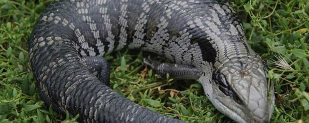 Blue Tongue Lizard