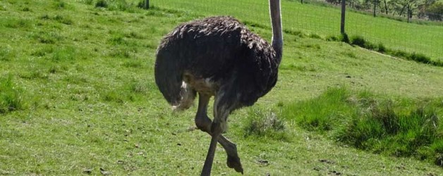Ostrich