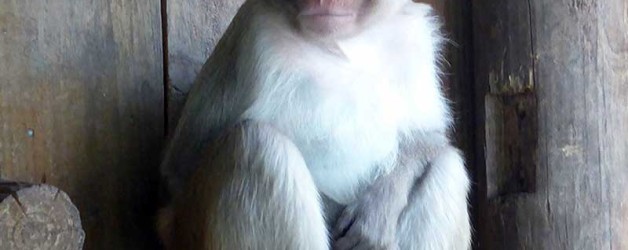 Rhesus Monkey