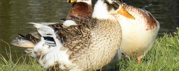 Duck
