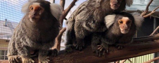 Common Marmoset