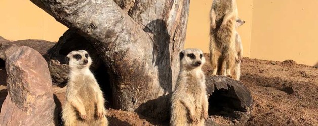 Meerkat