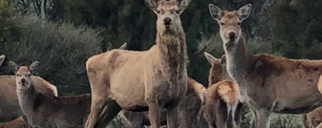 Red Deer