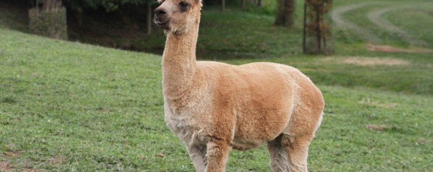 Alpaca