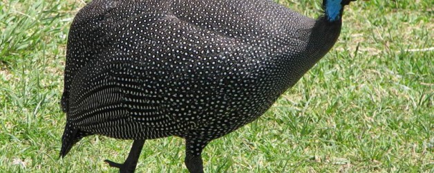 Guinea Fowl