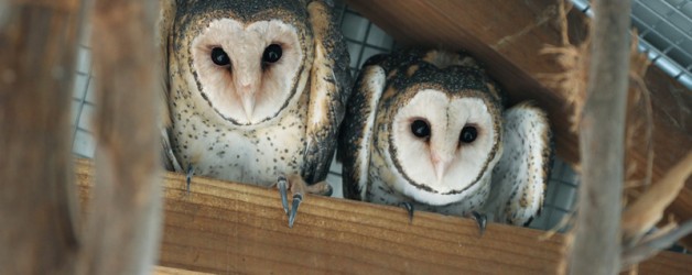 Masked Owl