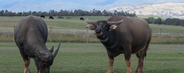 Water Buffalo