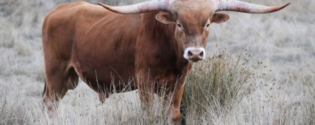 Texas Longhorn