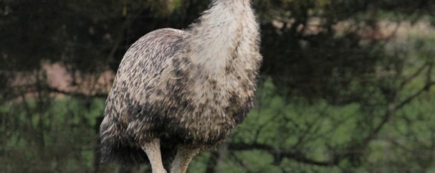Emu
