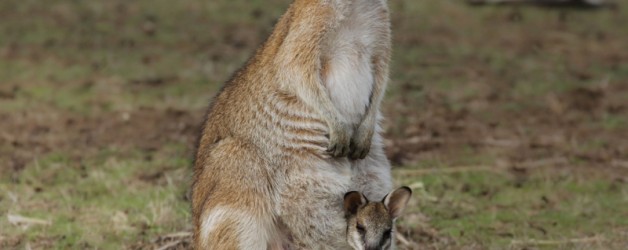 Agile Wallaby