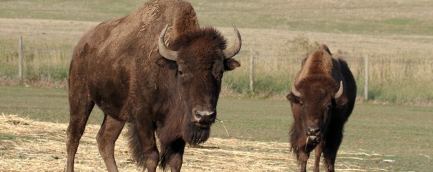 Bison
