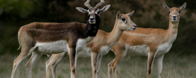 Blackbuck Antelope