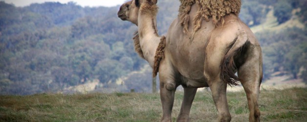 Camel