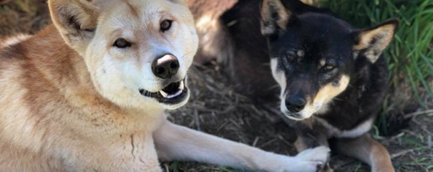 Dingo
