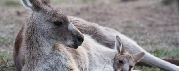 Eastern Grey Kangaroo