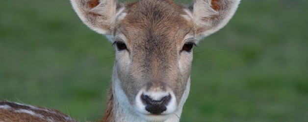 Fallow Deer