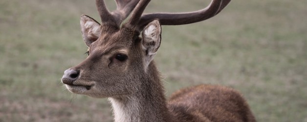 Rusa Deer