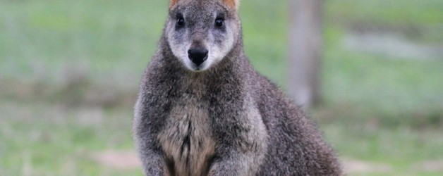 Swamp Wallaby