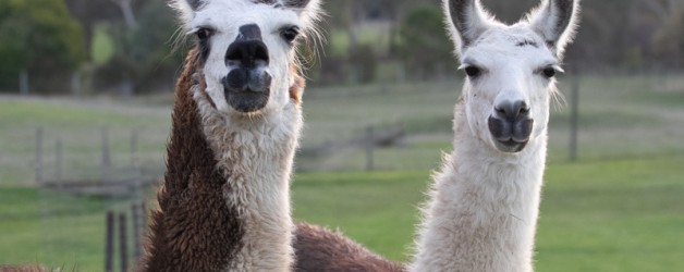 Llama