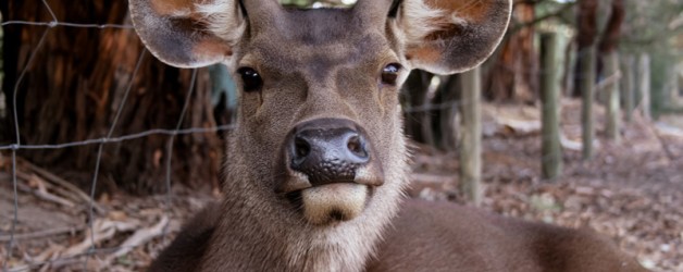 Sambar Deer